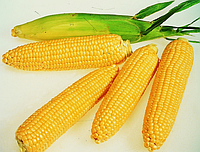 Семена кукурузы Яровець-243 МВ