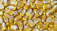 Насіння кукурудзи ДБ Хотин (ФАО 250)