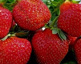 Полуниця Зефір (рання)