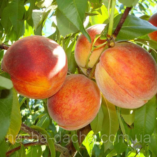 Персик Чаривник (пізній)