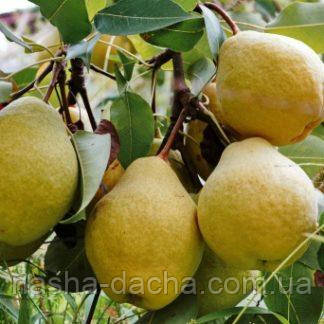 Груша Гранд Чемпіон (осіння)