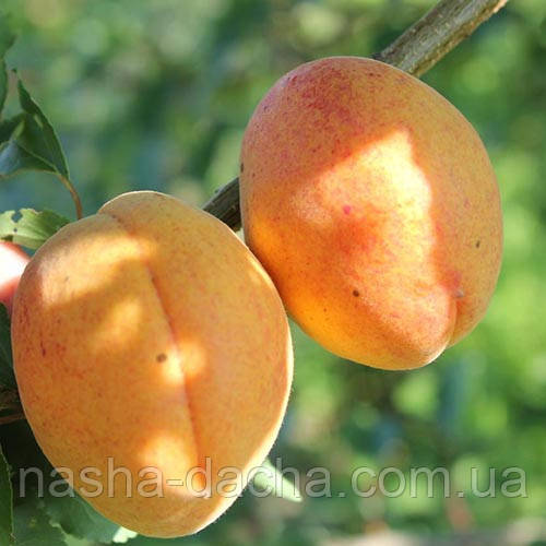 Абрикос Ананасний (середньостиглий)