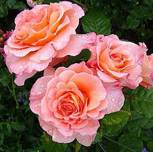 Троянда чайно-гібридна Августа Луїза