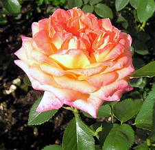 Троянда чайно-гібридна Янки Дудль