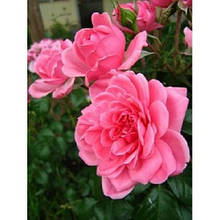 Троянда флорибунда Берлебург