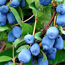 Жимолость їстівна Попелюшка 1 рік