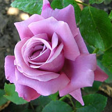 Троянда паркова Блю Вандер