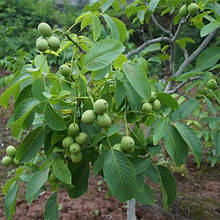 Волоський горіх Іван Багряний 1 рік