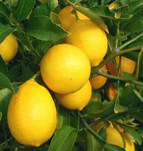 Лимон Мейера (горщик 2л)