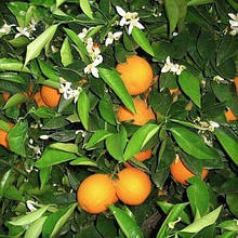 Апельсин Вашингтон навел (щеплений, контейнер 2года)