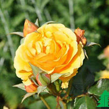 Троянда флорибунда Ембер Куїн