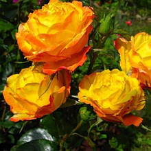 Троянда флорибунда Сонячна дівчинка