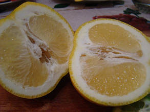 Апельсин Аджарський (щеплений, контейнер 2года)