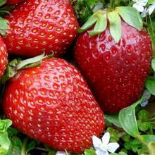 Полуниця Деллі (рання)