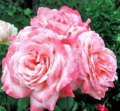 Троянда чайно-гібридна Біг Епл