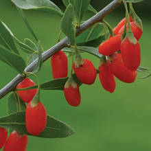 Годжі Китайський Люсьє 2 роки