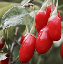 Годжі Лхаса 1 рік