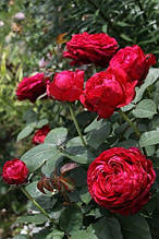 Троянда флорибунда 4-х вітрів