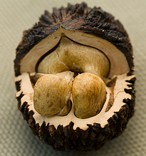 Чорний горіх ОКС