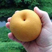 Груша азіатська СЕКУЇ (осіння)