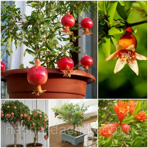 Гранат кімнатний/Punica granatum Nana (горщик 0,5л), фото 1