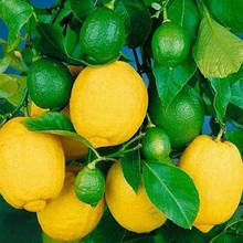 Лимон Павловський (горщик 2л)