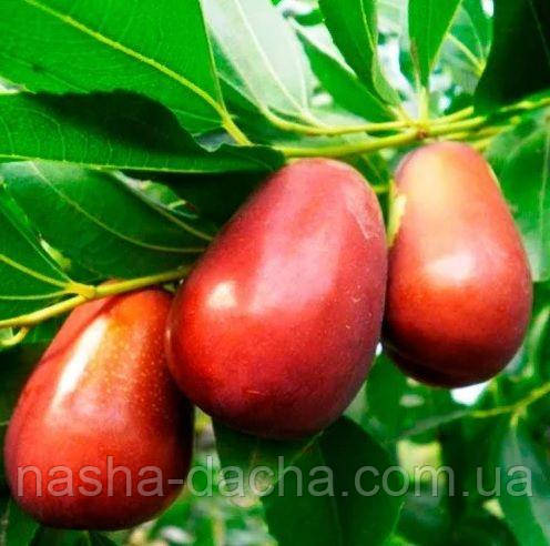 Зізіфус Та-ян-цзао (вкс)