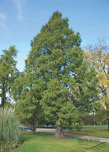 Метасеквоя китайська (20-30 см)