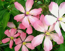 Клематис Айр-Нор