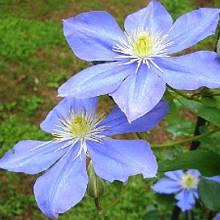 Клематис Фуджимузим