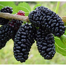 Шовковиця чорна "Шеллі" сінець