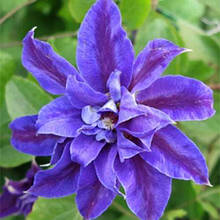 Клематис Миколавайс/Mikolaj Kopernik