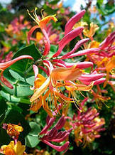 Жимолость Гекрота