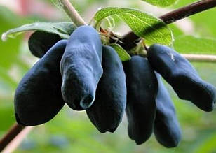 Жимолость їстівна Бакчарський Великан 1 рік (пізня)