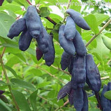 Жимолость їстівна Гордість Бакчара 1 рік (середня)