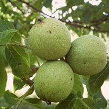 Волоський горіх Клишківський 1 рік