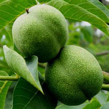 Волоський горіх Прикарпатський 1 рік