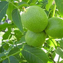 Волоський горіх Топорівська 1 рік