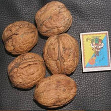 Волоський горіх великоплідний Чорновицький 1 рік