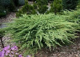 Ялівець Блю Пацифік/Blue Pacific (контейнер 1,5л)