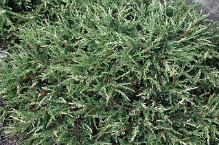 Можжевельник Споти (контейнер 1,5л)