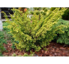 Можівник середній Плумоза Ауреа (контейнер 1,5л)