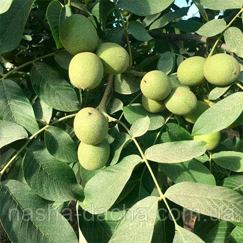 Волоський горіх Чандлер (Chandler) США 1 рік