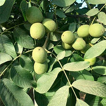 Волоський горіх Чандлер (Chandler) США 1 рік