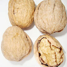 Волоський горіх Франкет 1 рік