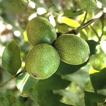 Волоський горіх Хартли(США) 1 рік