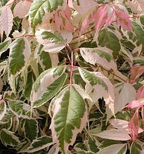 Клен ясенілистовий варієгатний