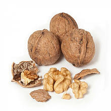 Волоський горіх Тулар (США) 1 рік