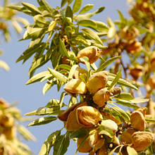 Мигдаль Мілас