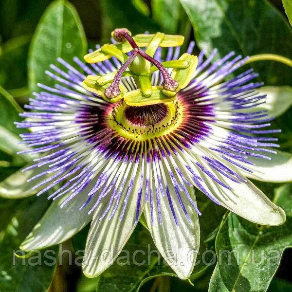 Пасифлора (горщик 0,5л)